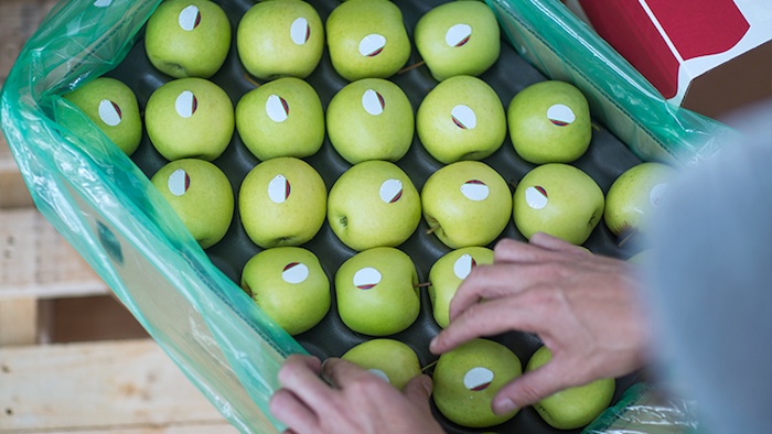 Exportaciones Chilenas de frutas y hortalizas alcanzaron récord en 2025 y refuerzan el rol estratégico del packaging